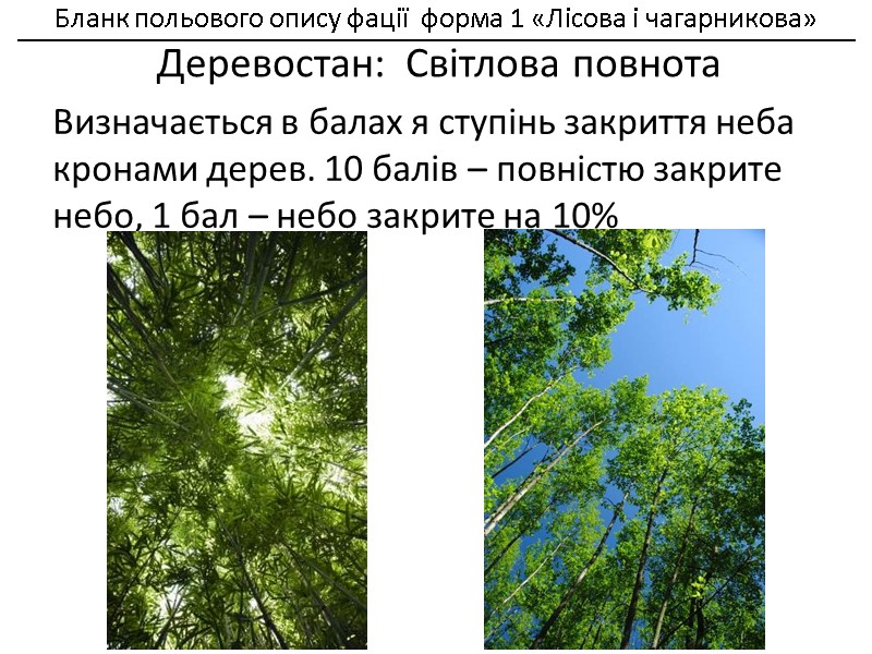 Визначається в балах я ступінь закриття неба кронами дерев. 10 балів – повністю закрите